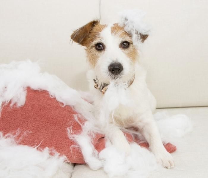 Are Dogs Allowed On The Train Ireland